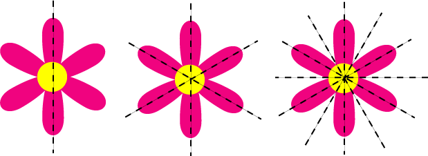 6 lines of symmetry in a flower