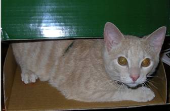cat inside the box